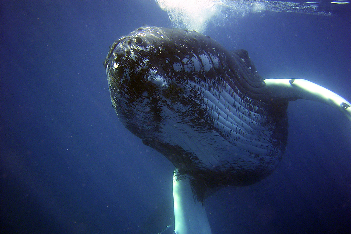 humpback