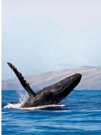 whale