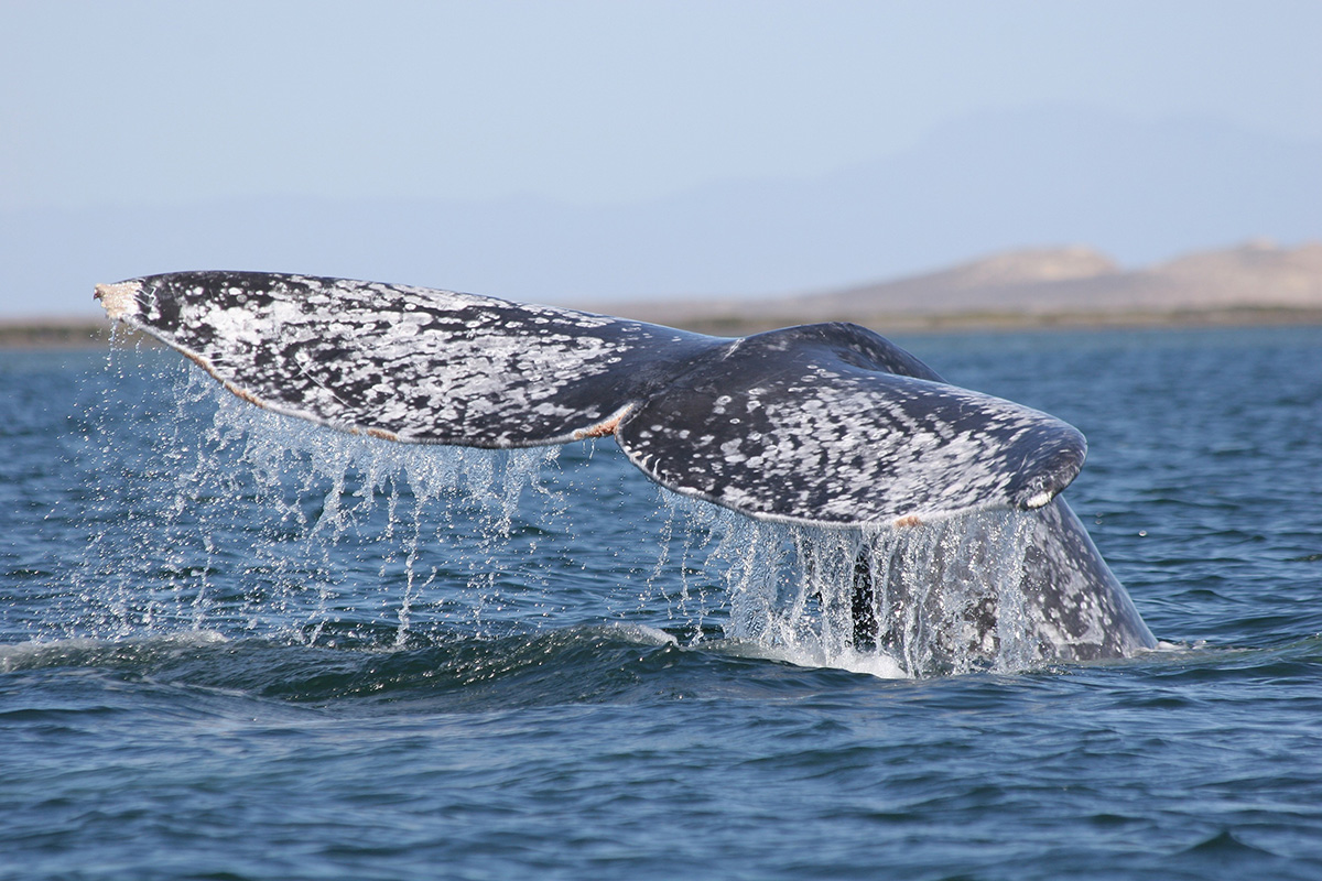 whale flukes