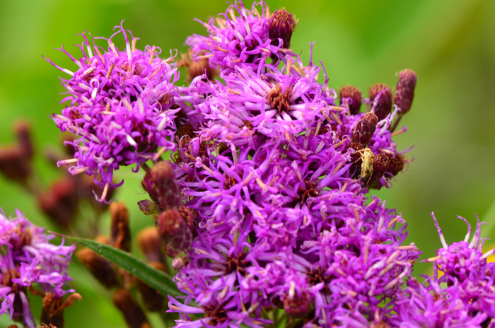 hawaii-intelligent-ironweed
