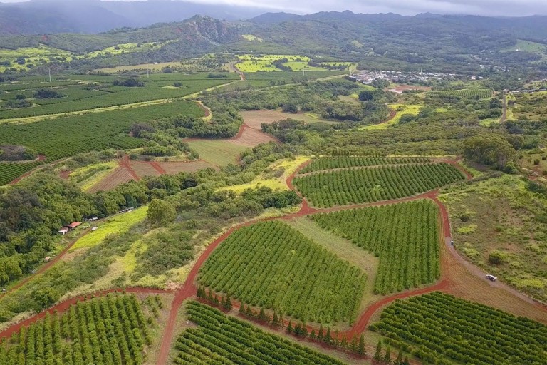 kauaicoffee