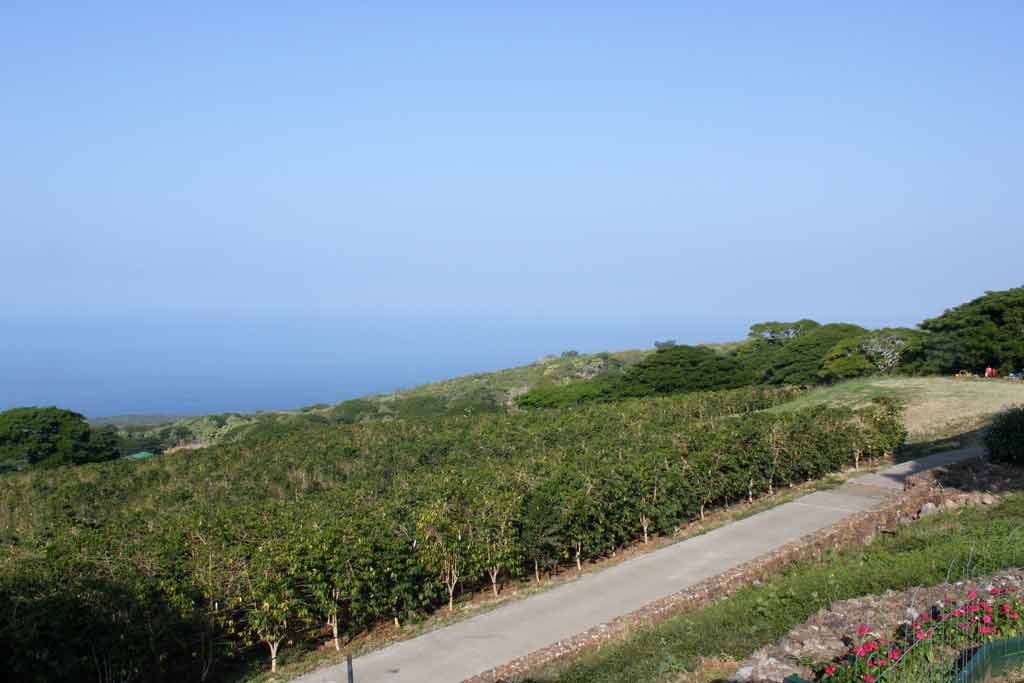 kona coffee field