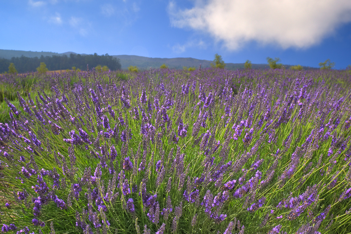 lavender