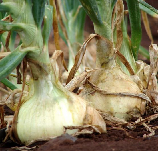 maui onion