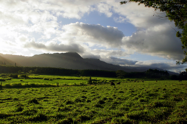 meadow