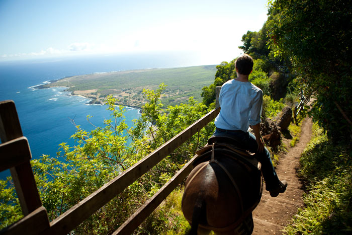 kalaupapa mules