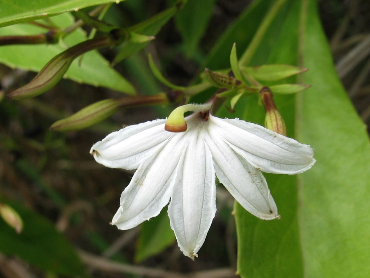 naupaka