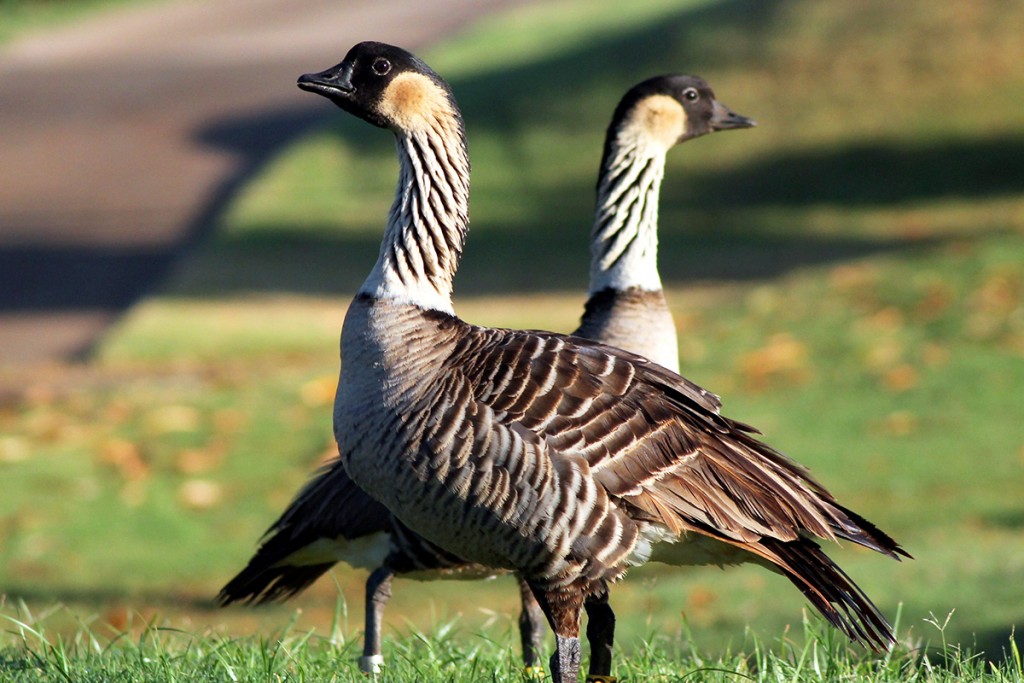 nene-kauai-randimal-GettyImages-162720227