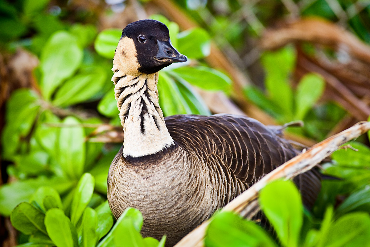 nene