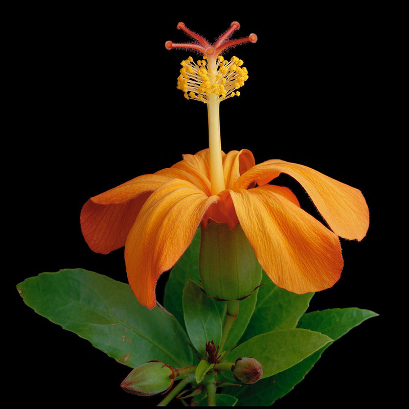 yellow hibiscus