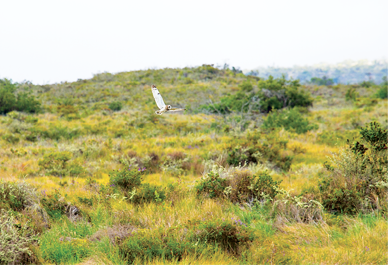  /><figcaption><em>Photo: Jack Wolford</em></figcaption></figure>
</div>
<p>The pueo on this page were taken after many hours obsessively driving along Saddle Road. Wolford says he pulled his car over after seeing one fly nearby and land on a fence post. He turned off the car’s engine, retrieved his big lens, and took a few photos from the driver’s seat through the passenger window. “It was curious as to what I was doing,” says Wolford. The pueo stared, twisted its head from side to side, and then flew away into the sky.</p>
<p>For many of us, seeing a pueo is a rare occurrence. But, for Wolford, he knows he will see them again many more times, fixating their eyes on him just as he is focusing his camera on them.</p>
<div style=