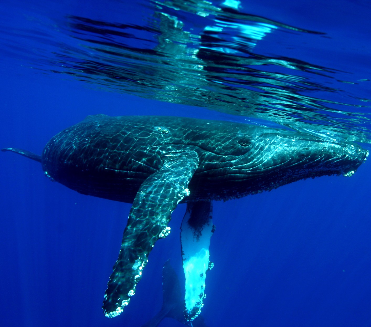 Hawaii_Maui_whales