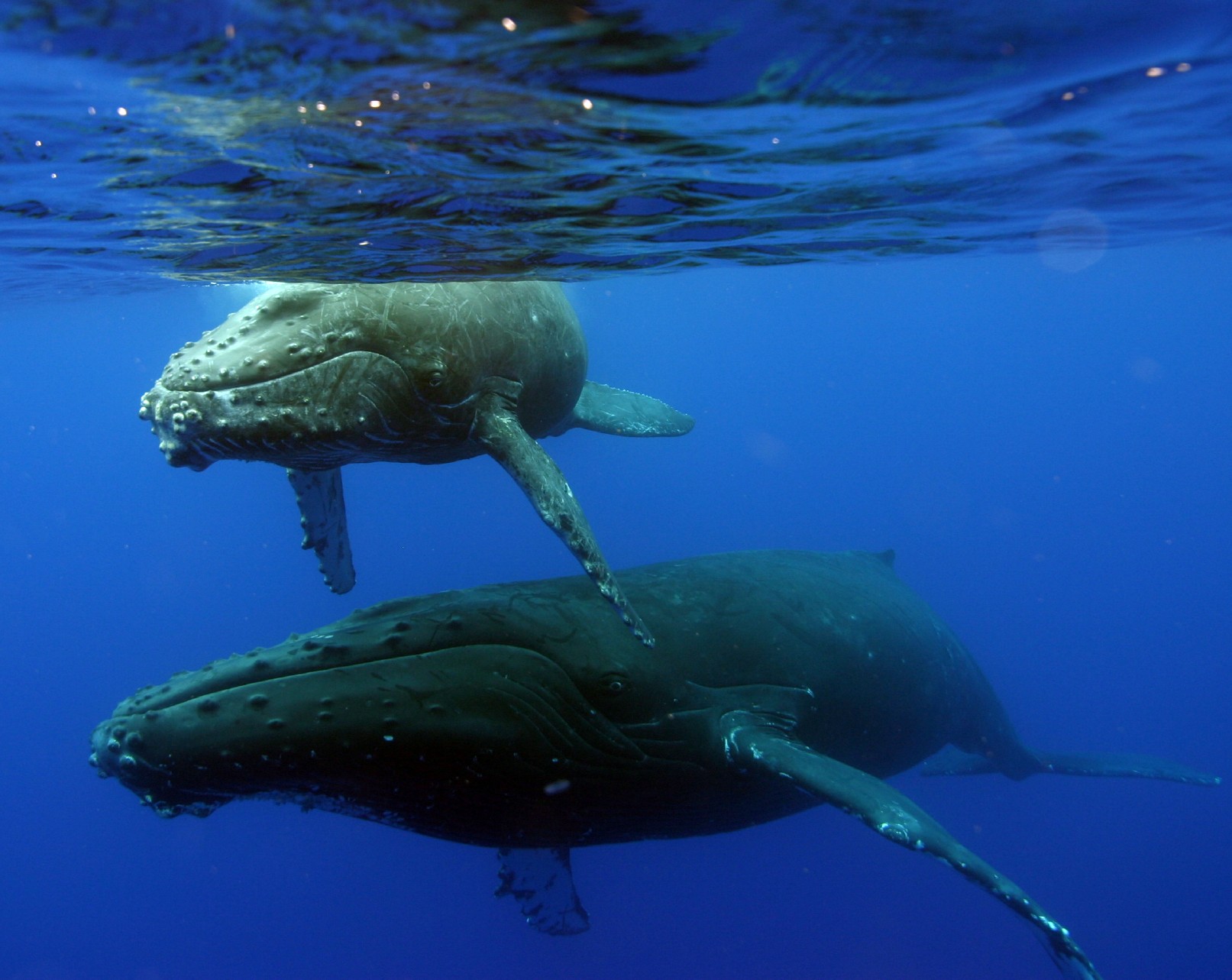Hawaii_Maui_whales