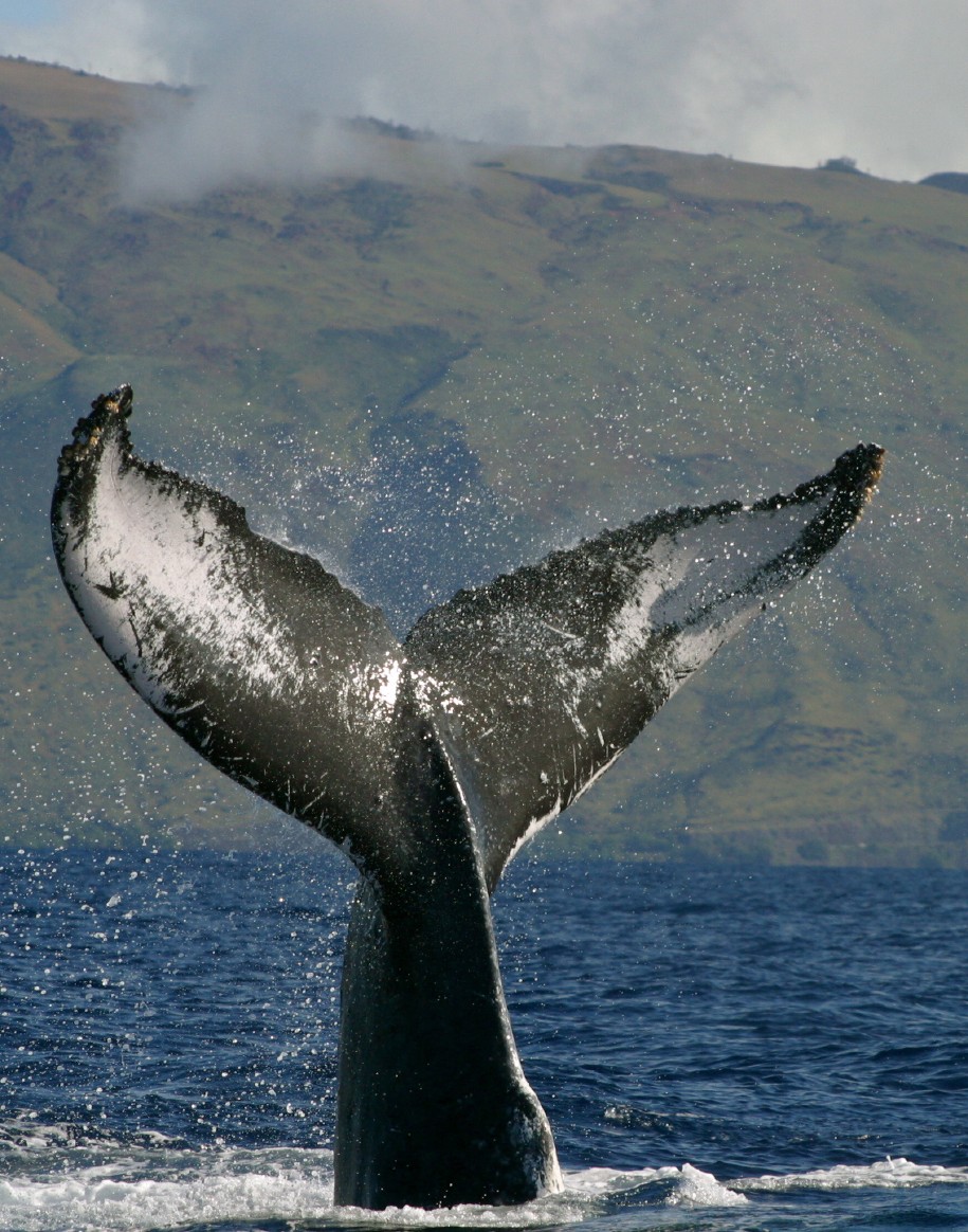 Hawaii_Maui_whales