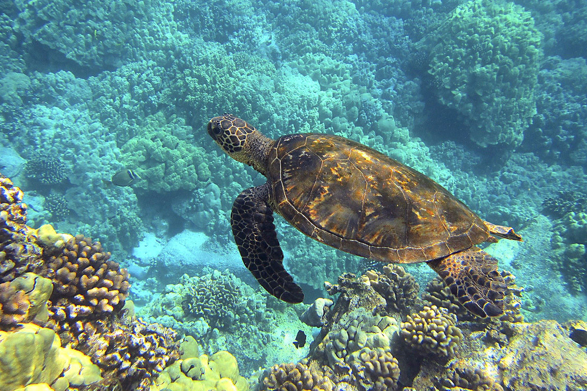 honu