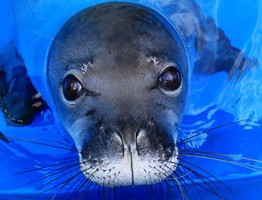 seal1