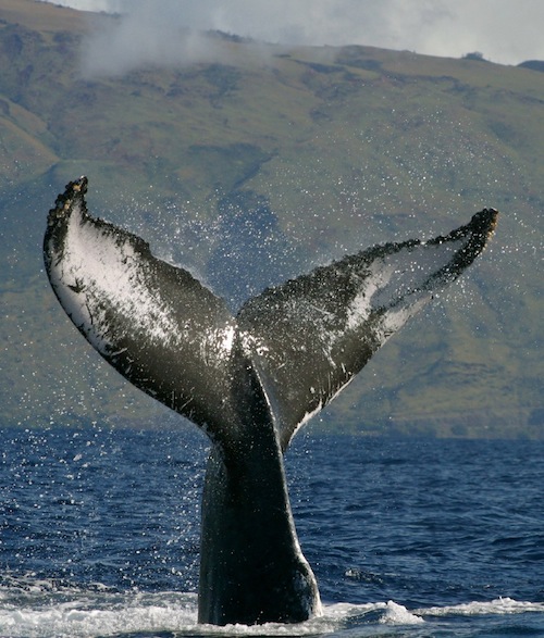 Hawaii_Maui_Oahu_Kauai_whales Hawaii_Maui_Oahu_Kauai_whales