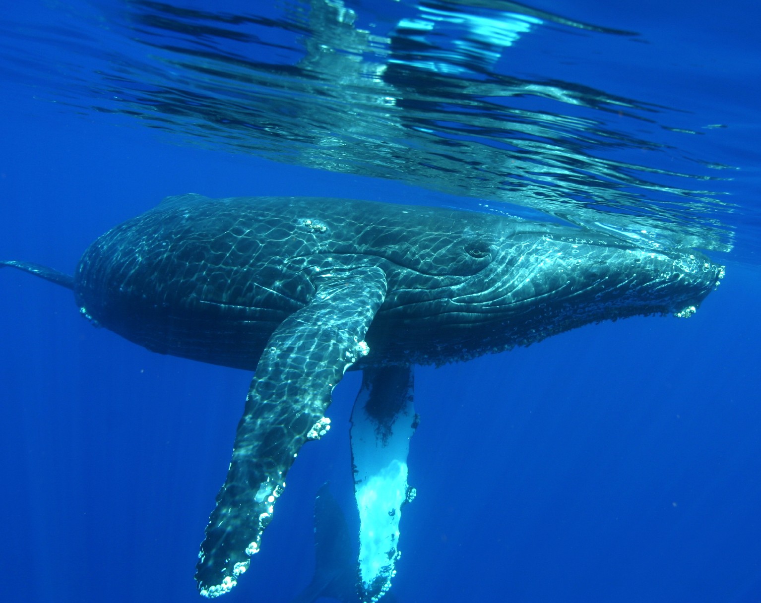 Hawaii_Big Island_humpback whales