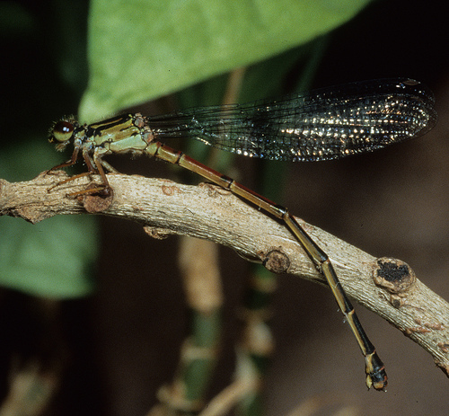 species1