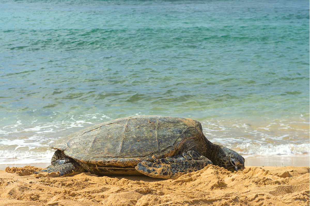 honu