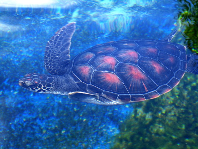 turtle