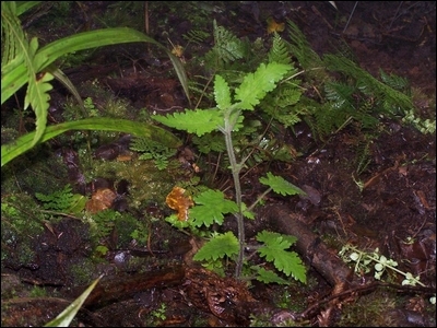 vine