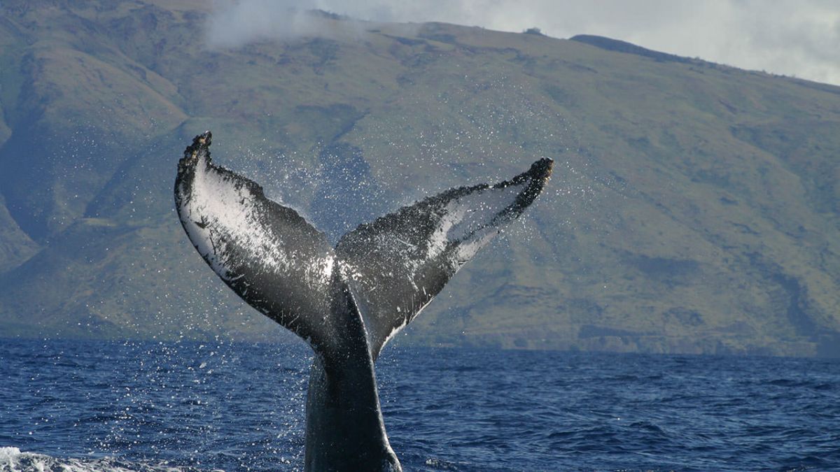 Humpback whale tail