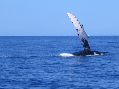 whale