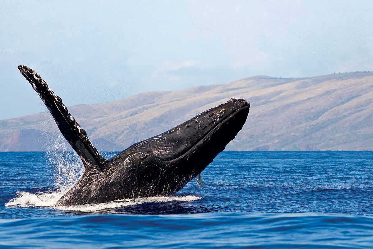 whale