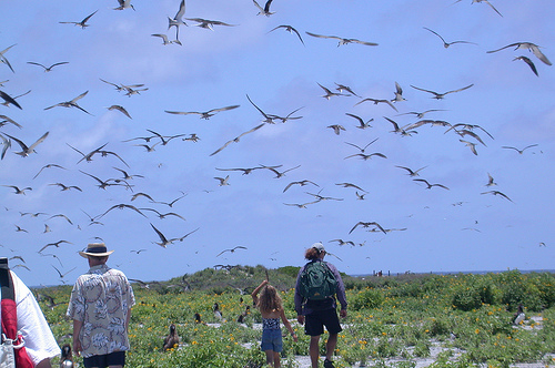 Hawaii_Northwestern_Hawaiian_Islands_Midway_Laysan