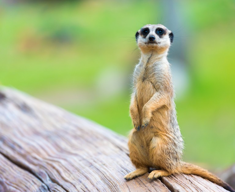 Portrait Of Meerkat Suricata Suricatta, African Native Animal, Small Carnivore Belonging To The Mongoose Family