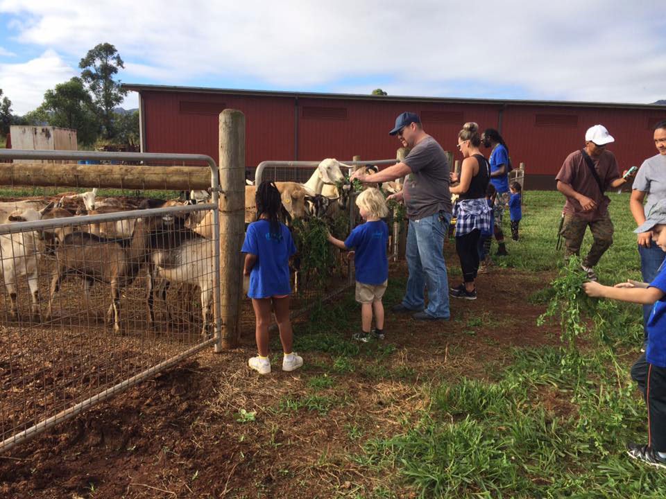 Alohafridaypicks Goats