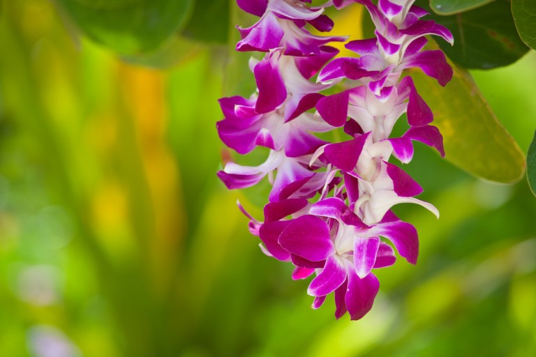 Pink Petals In Lei
