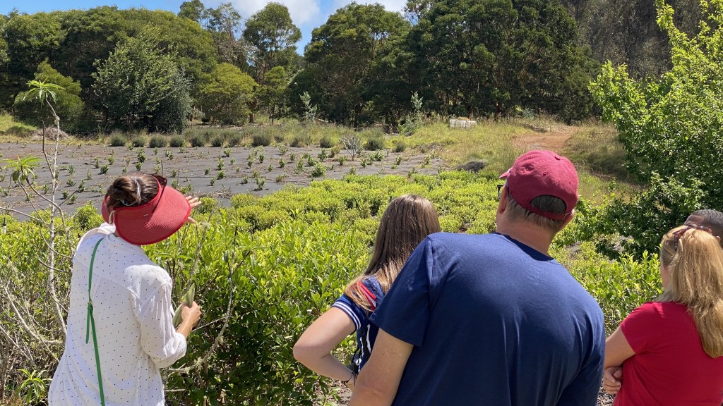 Andrea Shows The Tea Camellia Sinensis During Farm Tour