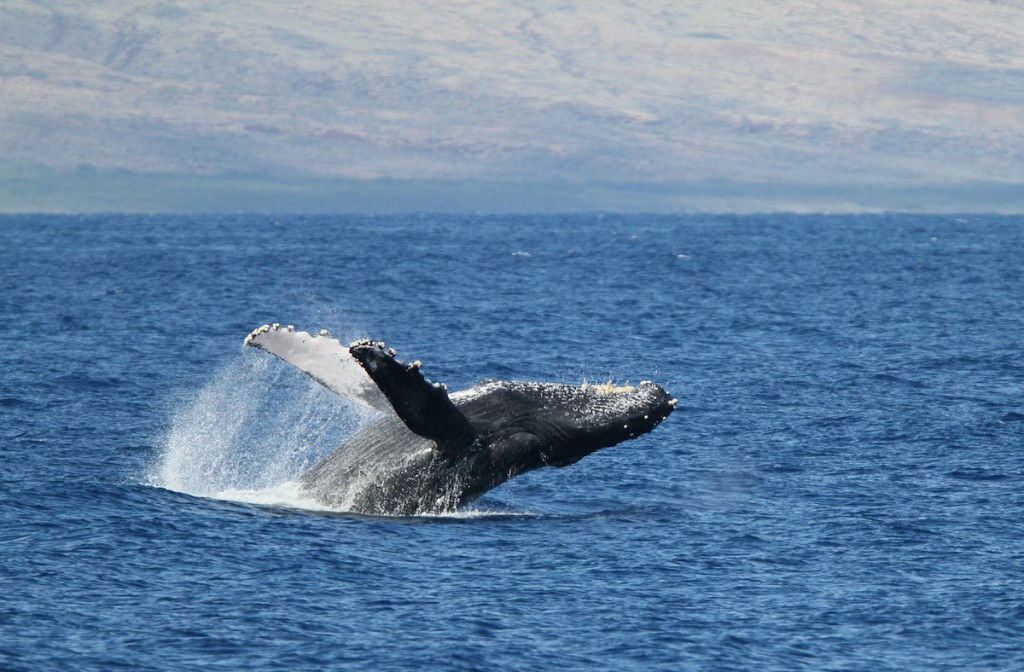 Humpback Breach