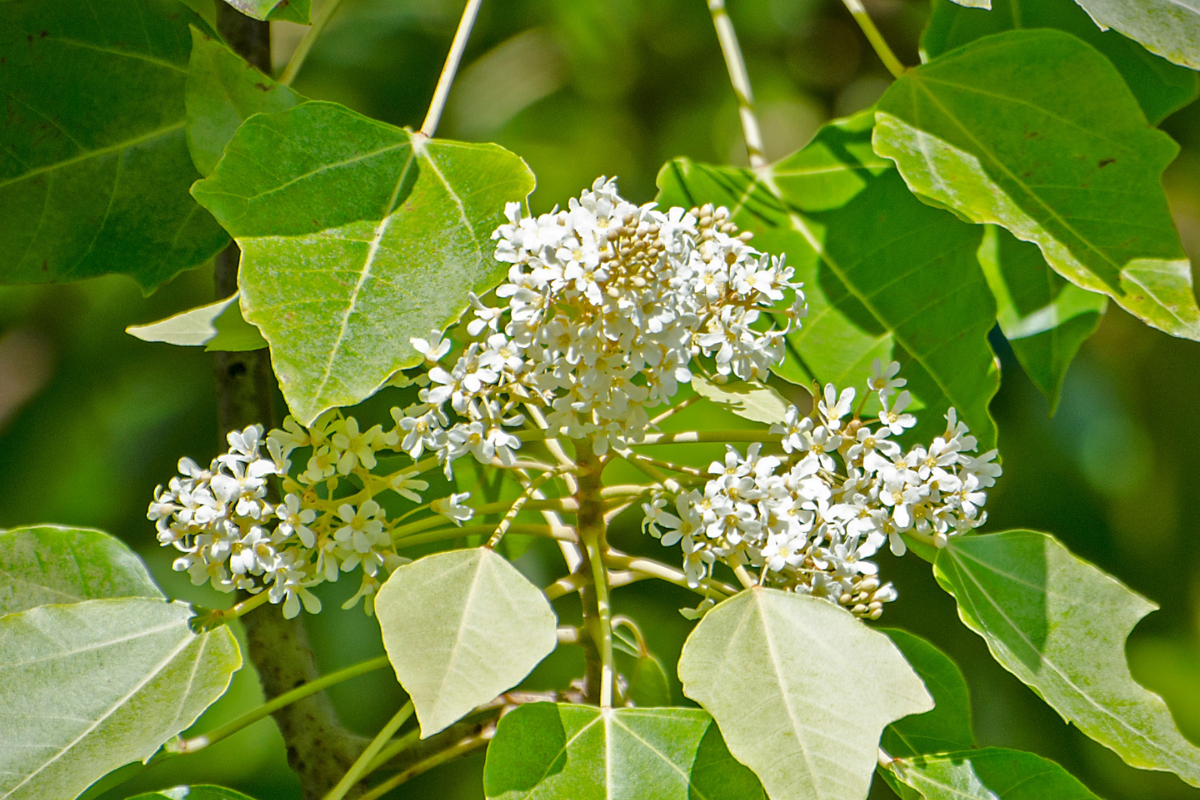 Kukuinutflower