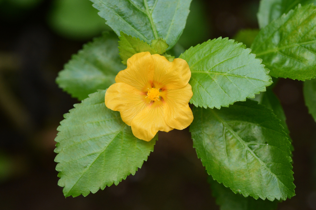 Ilimaflower
