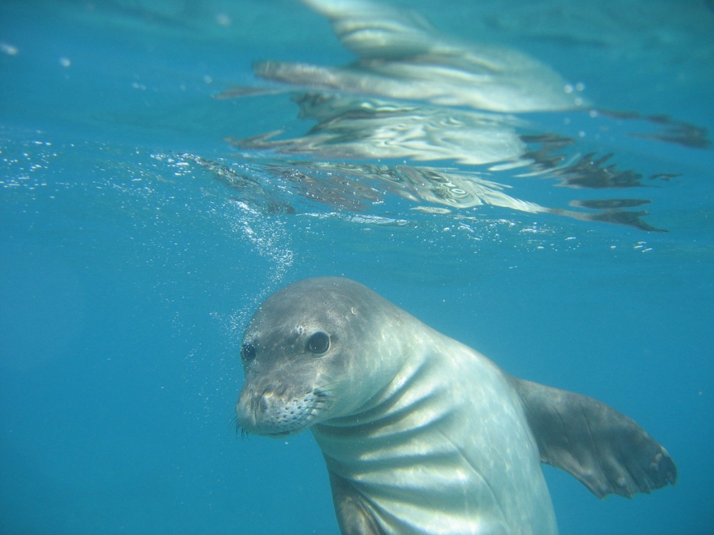 Hawaiian Monk Seal Turning Its Head Underwater