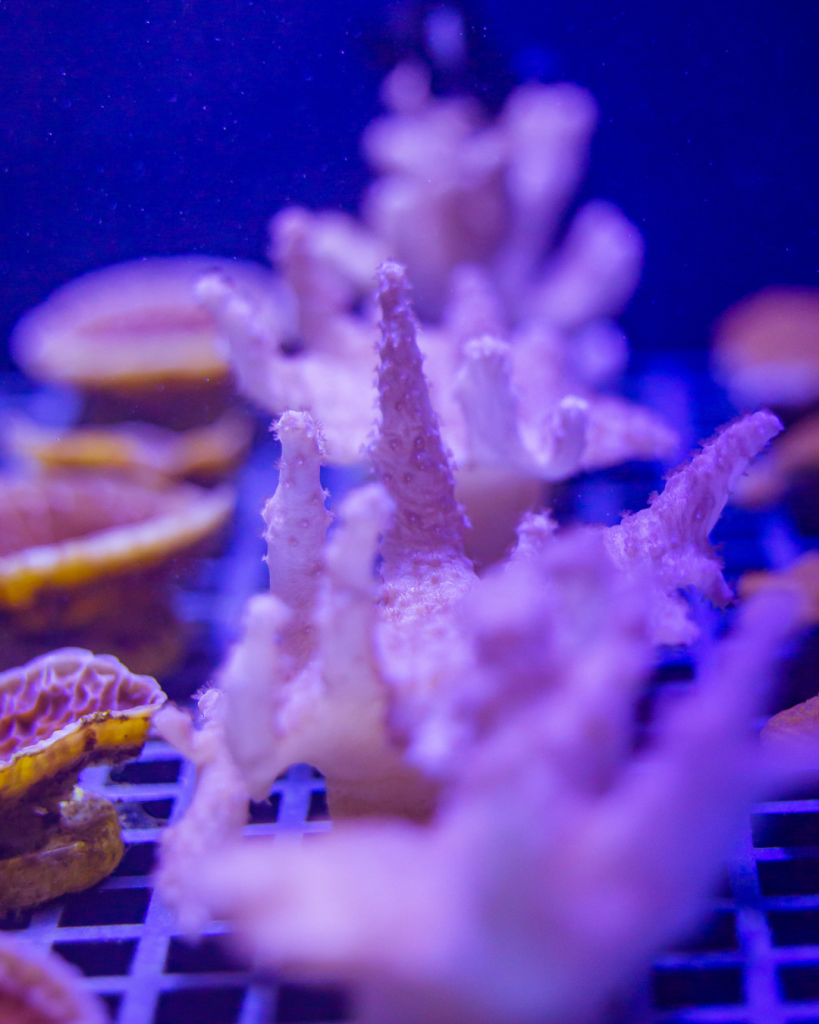 Moc Coral Lab