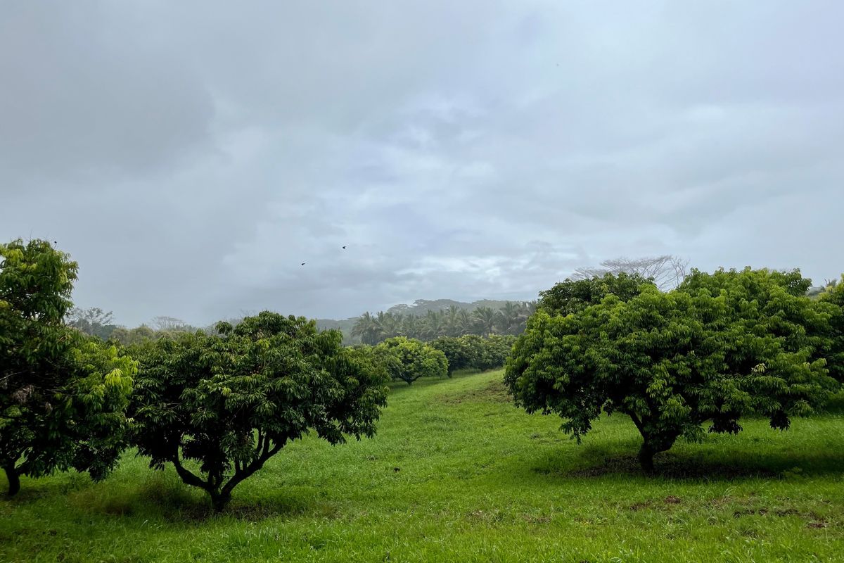 Okfarmsorchard