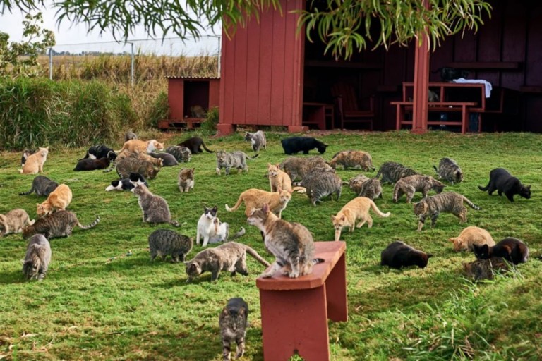 Lanaicatsanctuary