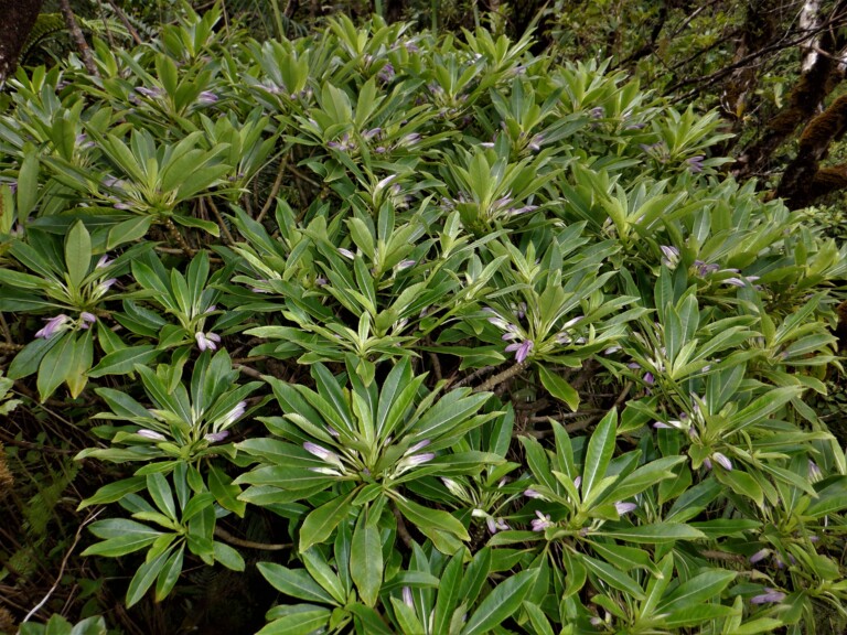 Clermontia Hanaulaensis H82102 Type 20210804 2 Hlo