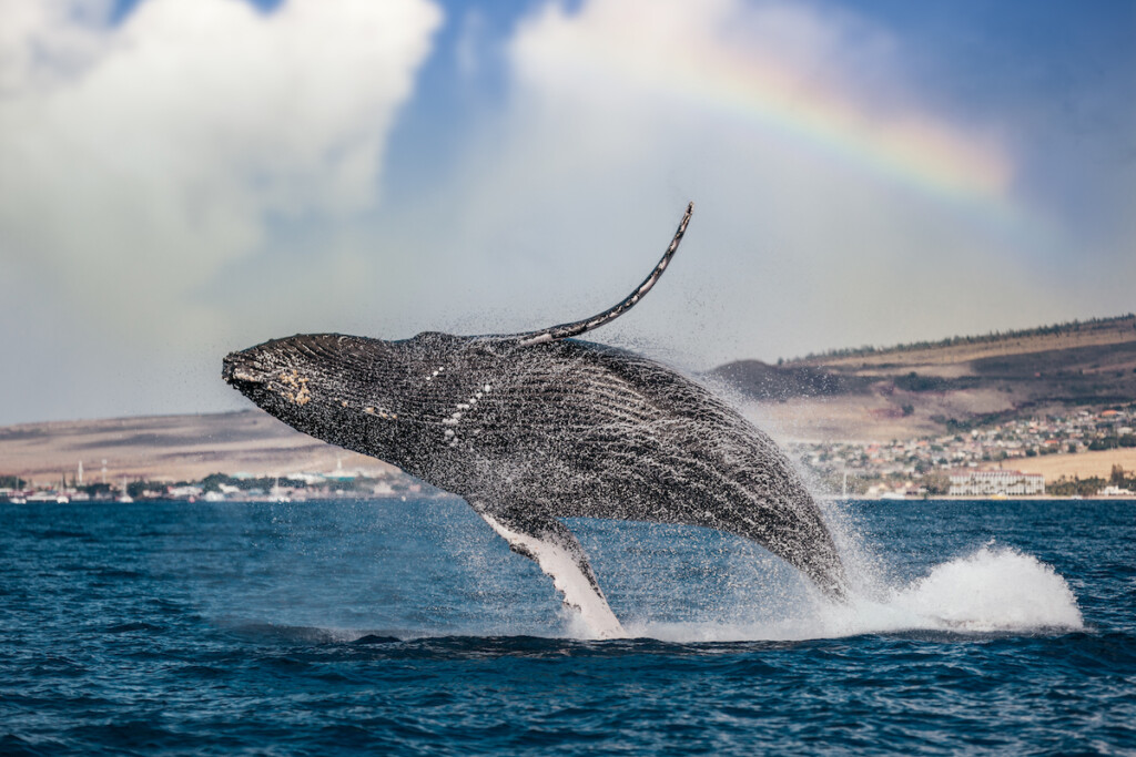 High Angle View Of Humpback Whale Swimming In Sea,lahaina,hawaii,united States,usa