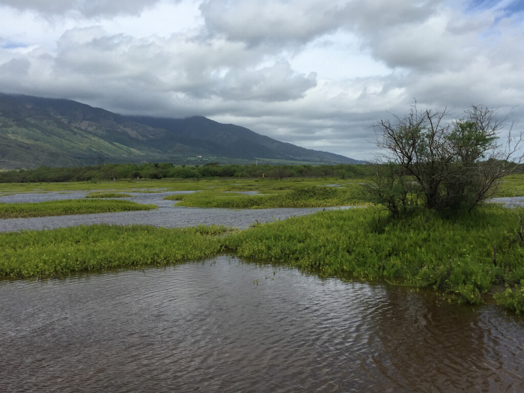 Kealia Pond