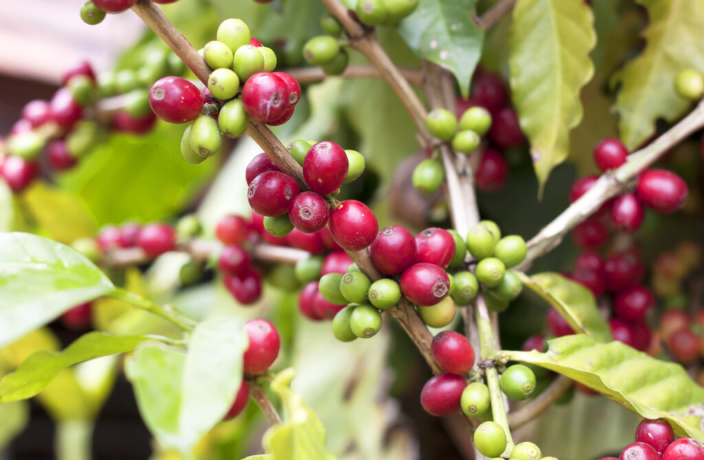 Fresh Coffee Beans.