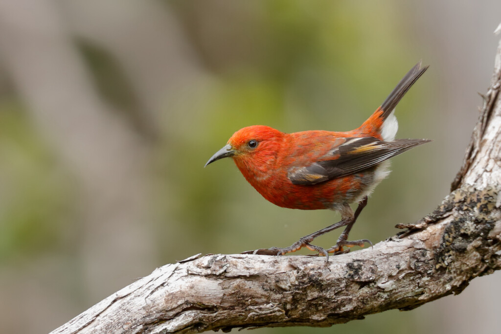 Apapane (himatione Sanguinea)