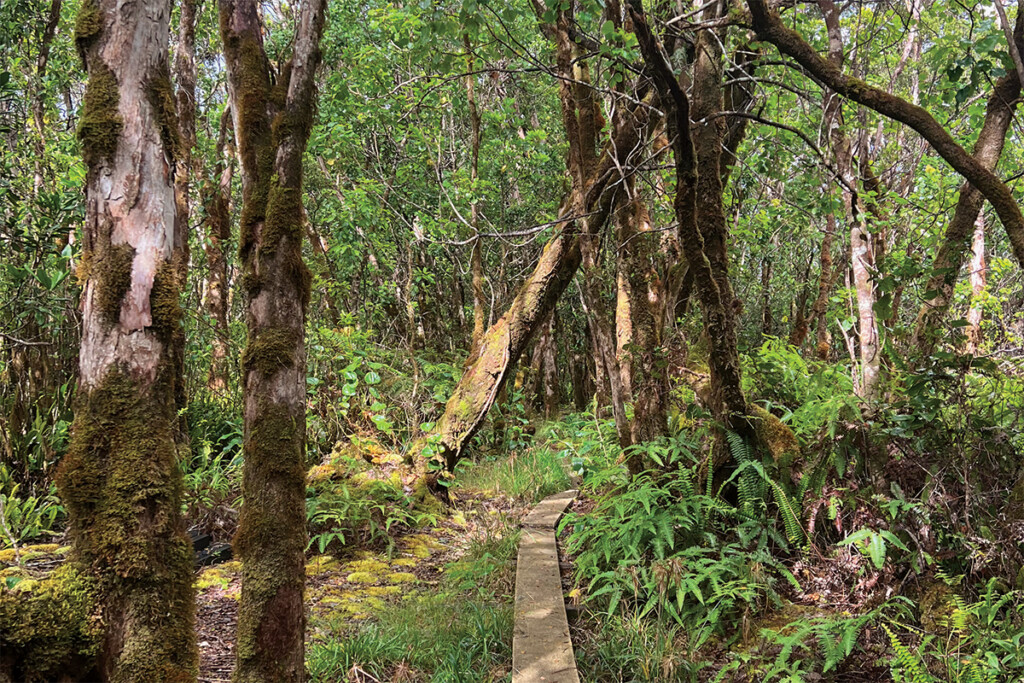 02 Alakai Swamp Trail Catherine Toth Fox