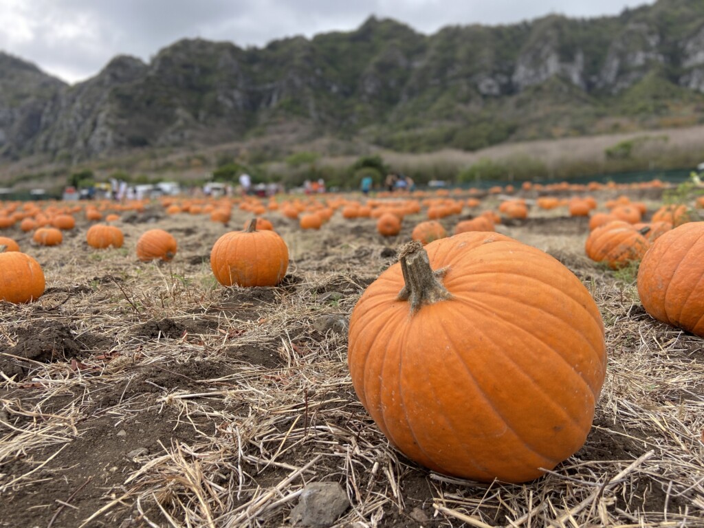 20241024 Halloween Waimanalo Pumpkin2 Ctf