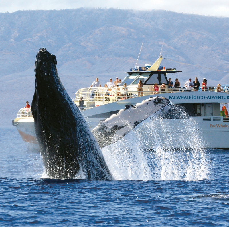 PacWhaleMaui Pacwhalemaui
