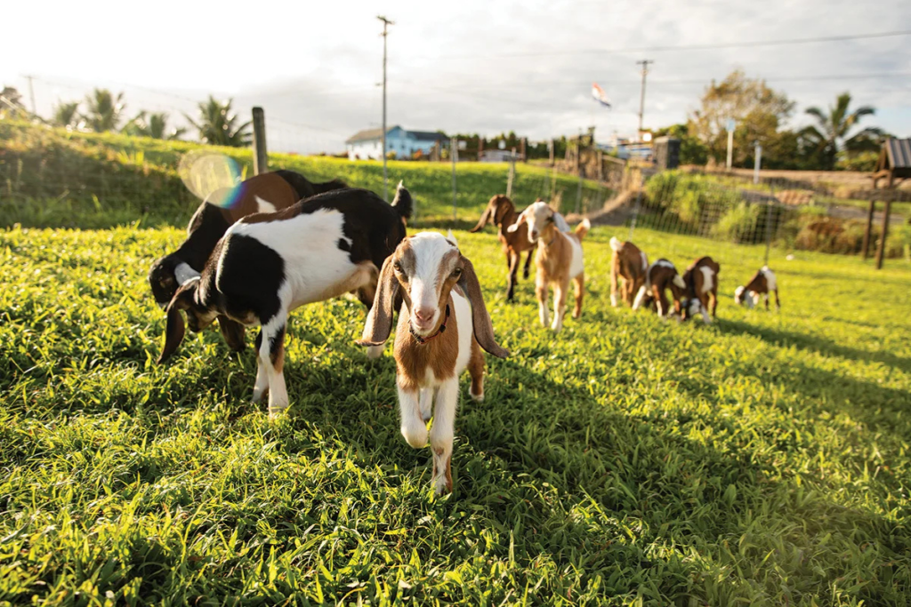 Honomugoatfarm